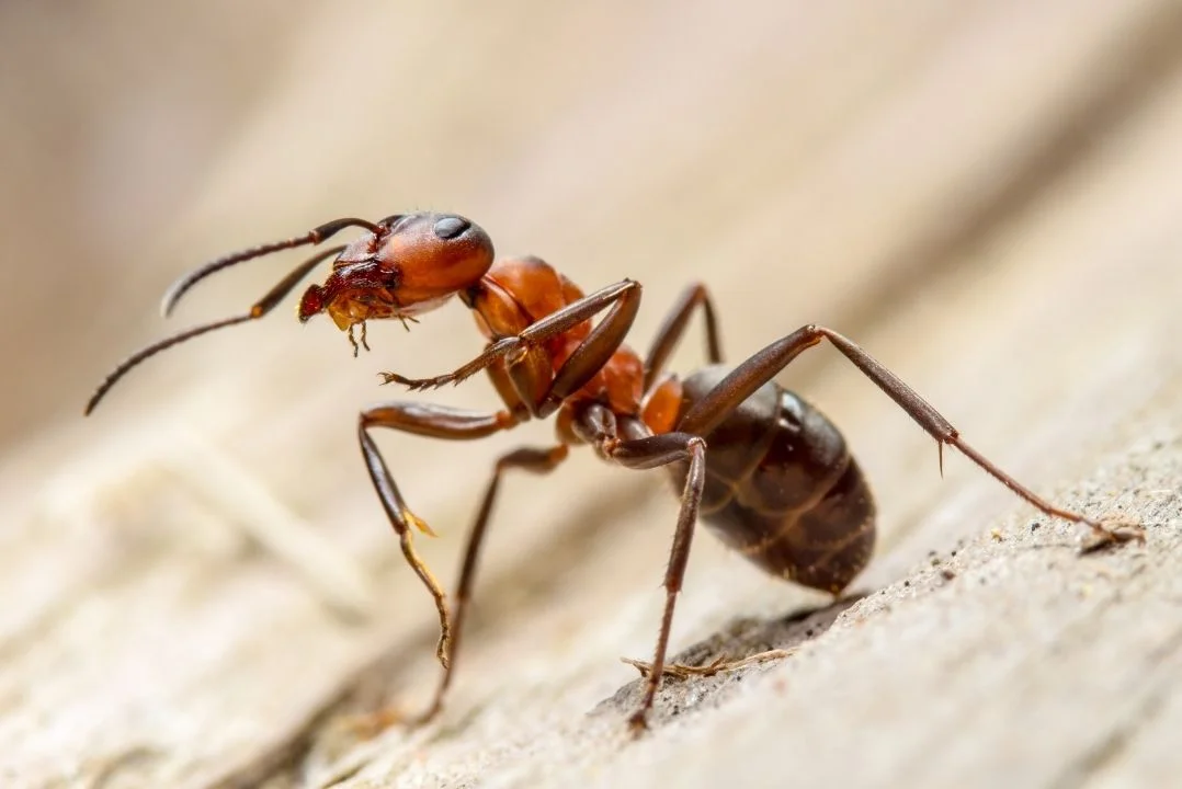 Close-up of a carpenter ant on wood, the kind of ant activity we treat in Chennai homes