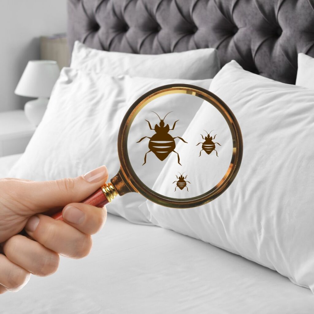 Preventing and Treating Bed Bugs: Expert Tips for Chennai Homes